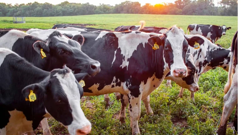 Raw Milk Laws by State in the US: What Farm Owners Need to Know (2026)