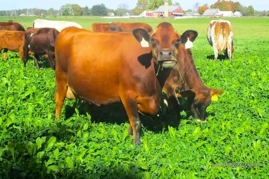 Woodview Acres cows grazing in pasture